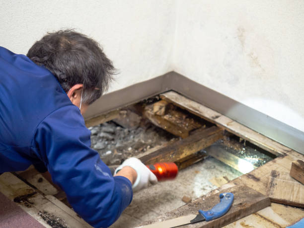Best Emergency Mold Removal  in Rogers, MN